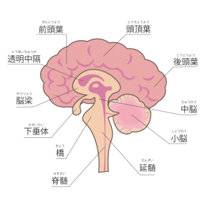 大脳と小脳